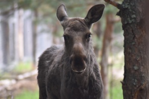 ЛЕС, КАК ИДЕАЛЬНАЯ СРЕДА ОБИТАНИЯ КРУПНЫХ ЖИВОТНЫХ