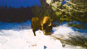 Первый зубр в «Мещеру» прибыл!