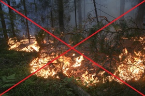 В ЛЕСУ ПОЖАРА НЕ БУДЕТ