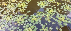 ЭКСПЕДИЦИЯ «ШКОЛА ЮНОГО ЭКОЛОГА»