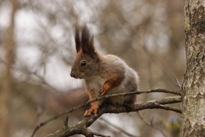 Отзыв от Н. Широковой