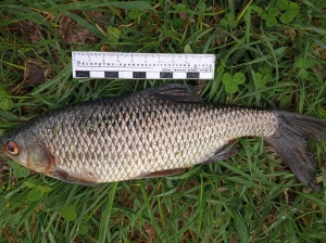 ЗАДЕРЖАНЫ БРАКОНЬЕРЫ С УЛОВОМ