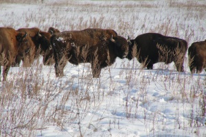 Вехи истории или создание вольной Муромской популяции зубра во Владимирской области