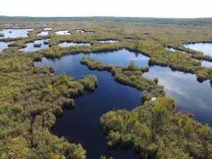 БОЛОТА СПАСАЮТ ОТ ПОЖАРОВ