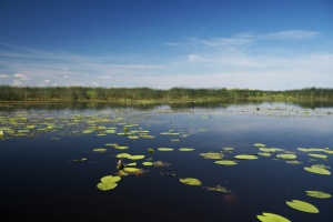 АНОНС ВОЛОНТЁРСКОЙ АКЦИИ «ЧИСТЫЙ БЕРЕГ»