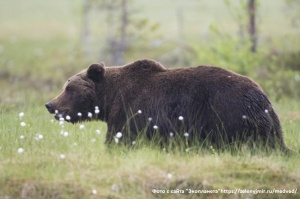 УЧИТЬСЯ УЖИВАТЬСЯ С ПРИРОДОЙ СНОВА 