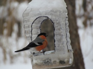 Покормите птиц - 2021. Итоги
