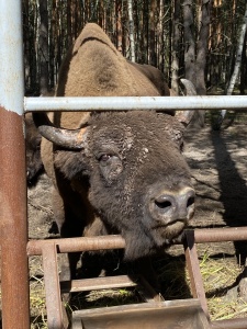 «Покорми зубра»