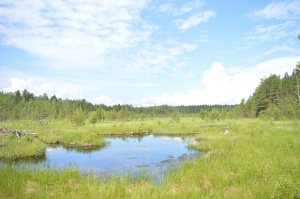 СОТРУДНИЧЕСТВО НАЦИОНАЛЬНОГО ПАРКА «МЕЩЕРА» С ВСЕМИРНЫМ ФОНДОМ ПРИРОДЫ ПРОДОЛЖАЕТСЯ