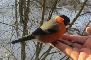 Итоги межрегиональной акции «Помоги птицам»