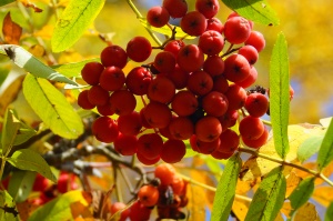 Об отмене особого противопожарного режима