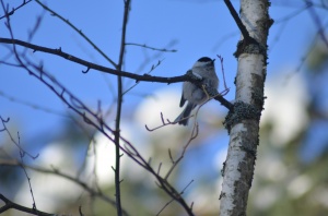 Орнитологические учеты в Национальном парке «Мещерский».