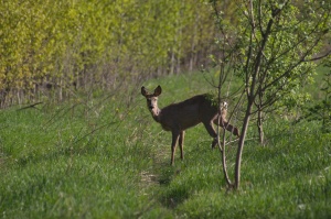 ФАУНИСТИЧЕСКОЕ РАЗНООБРАЗИЕ «МЕЩЁРЫ» ПОДТВЕРЖДЕНО ЗИМНИМИ МАРШРУТНЫМИ УЧЁТАМИ