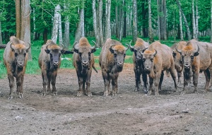 Ареал обитания зубров расширится. 