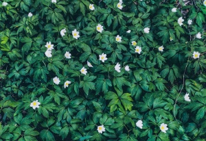 ИЗУЧЕНИЕ ПОПУЛЯЦИЙ РЕДКИХ ВИДОВ ФЛОРЫ И ФАУНЫ 2019 г.