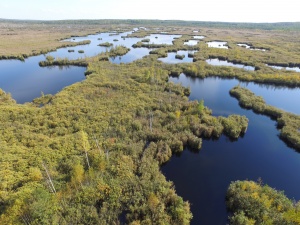 Конкурс «Удивительный мир болот». 