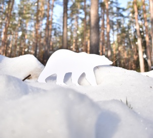 У национального парка «Мещера» в гостях побывал «белый медведь»