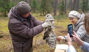 Сова на передержке