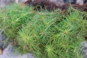 ПОСЕВНЫЕ РАБОТЫ В ПИТОМНИКЕ НАЦИОНАЛЬНОГО ПАРКА