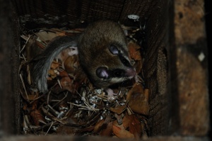 Загадочный зверек