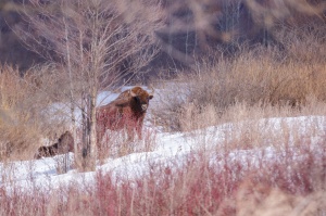 ЗИМНИЕ УЧЁТЫ ЖИВОТНЫХ