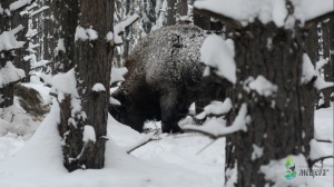Первые дни зубров в вольерном комплексе
