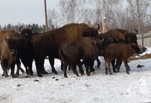 В ДЕРЕВНЕ САВИНСКАЯ ПРОЖИВАЕТ УЖЕ 9 РЕДКИХ ЗУБРОВ