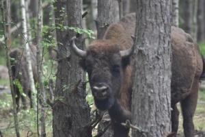 УНИФИКАЦИЯ ПРИРОДООХРАННОГО ЗАКОНОДАТЕЛЬСТВА - ПРОЦЕСС ЗАКОНОМЕРНЫЙ И ПОЛОЖИТЕЛЬНЫЙ
