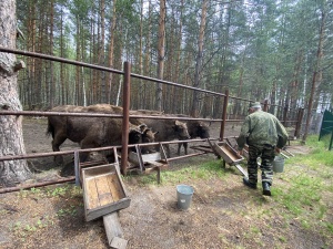 Акция «Покорми зубра»