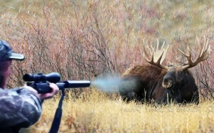 Выявлен факт незаконной охоты.