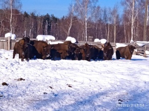 САМЕЦ ЕВРОПЕЙСКОГО ЗУБРА В Д. САВИНСКАЯ ЖДЁТ ПОПОЛНЕНИЯ СВОЕГО ГАРЕМА