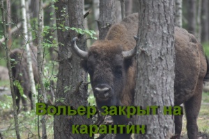 ЗАКРЫТ НА КАРАНТИН