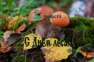 ПУСТЬ ШУМЯТ ЛЕСА!