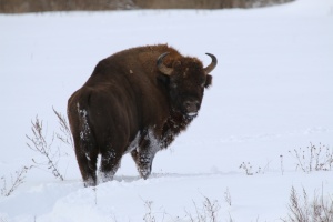 «ПЕРЕПИСЬ» ЗУБРИНОГО НАСЕЛЕНИЯ «МЕЩЕРЫ» ПОКАЗАЛА СТАБИЛЬНЫЙ РОСТ ЧИСЛЕННОСТИ ВОЛЬНОЙ ПОПУЛЯЦИИ