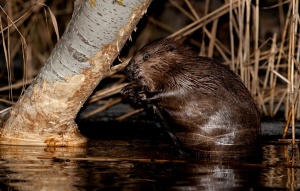 КАК ВСТРЕЧАЮТ НОВЫЙ ГОД БОБРЫ? или ЖАРКАЯ «ЗИМА» ДЛЯ КОРОСТЕЛЯ