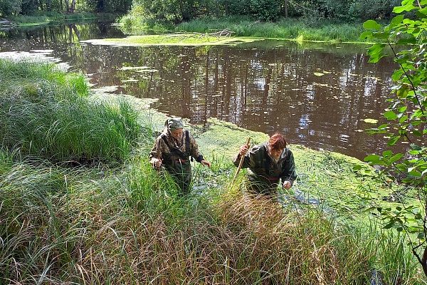 Учет выхухоли