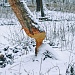 В ГОСТИ К БОБРУ