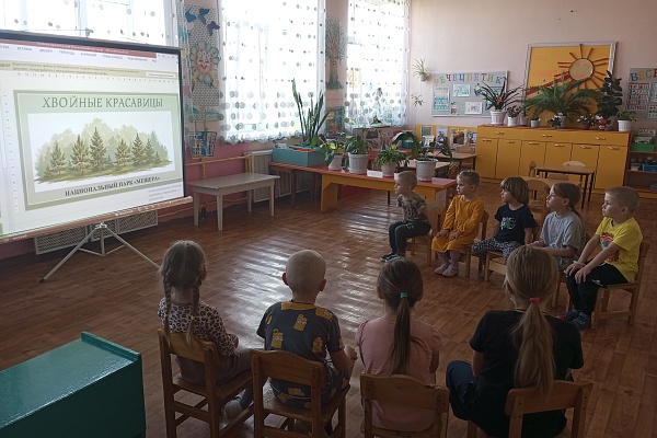 Хвойные красавицы