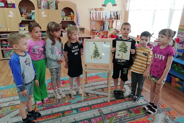 Хвойные красавицы