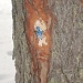В лесу лес искали (очерк)
