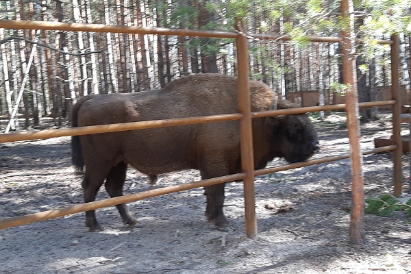 НАЦИОНАЛЬНЫЙ ПАРК «МЕЩЕРА» ПОКАЖУТ В ЭФИРЕ ПЕРВОГО КАНАЛА