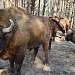 НАЦИОНАЛЬНЫЙ ПАРК «МЕЩЕРА» ПОКАЖУТ В ЭФИРЕ ПЕРВОГО КАНАЛА