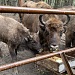 Акция «Покорми зубра»