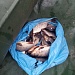 ЗАДЕРЖАНЫ БРАКОНЬЕРЫ С УЛОВОМ