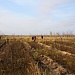 Вот и подошли к концу осенние посадки леса на территории национального парка «Мещерский»! 