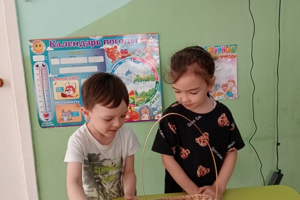 Хвойные красавицы