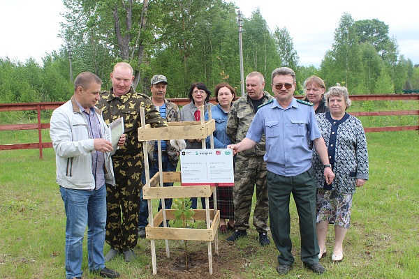 Петровские дубы в Мещере