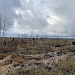 Акция «Возродим леса России»