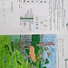 Младшие школьники узнали о растениях болот