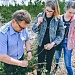 Осветление лесных культур